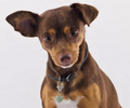 Green Aventurine Heart Pet Collar Charm – Natural Stone Pet Accessory for Dogs & Cats